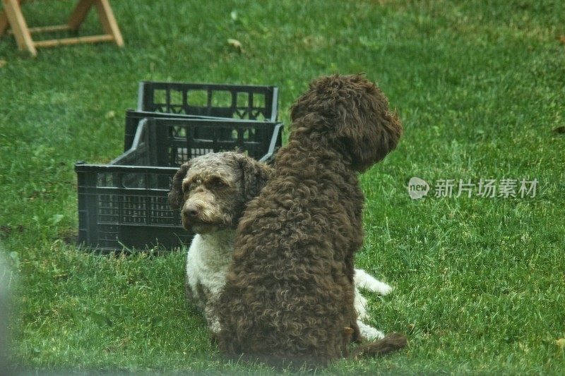 动物家庭两只母狗Lagotto Romagnolo